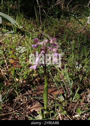 Orchidea siriana alata verde (Anacamptis morio syriaca) Foto Stock