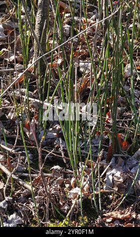 Scouringrush occidentale (Equisetum iemale affine) Foto Stock