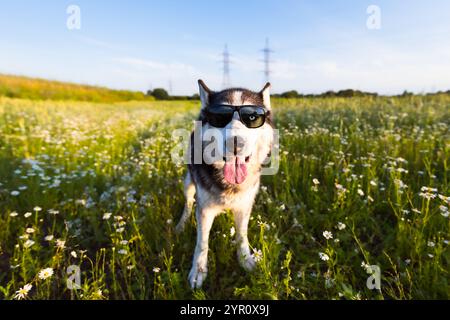 Foto divertente con animali, un husky siberiano, in occhiali da sole in campo la sera estiva. Foto Stock