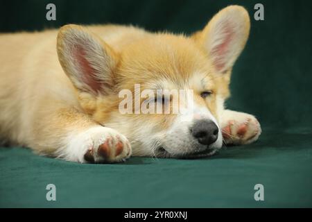 Piccolo cucciolo di corgi gallese pembroke. Cane addormentato Foto Stock