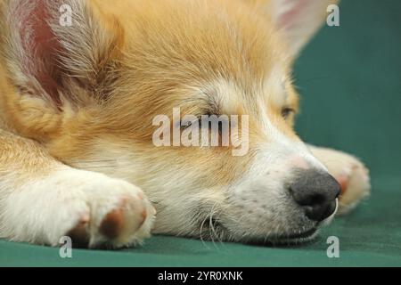 Piccolo cucciolo di corgi gallese pembroke. Cane addormentato Foto Stock