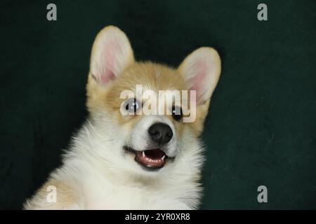 Piccolo cucciolo di corgi gallese pembroke Foto Stock