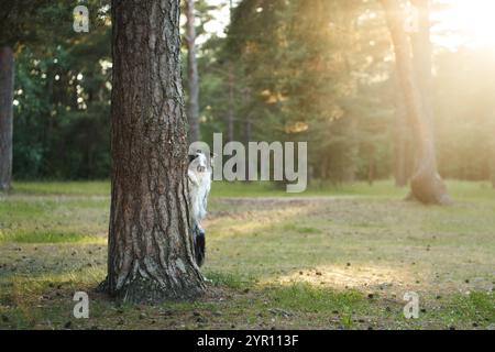 Un Border Collie sbircia da dietro un albero in una radura della foresta, con luce solare soffusa che filtra attraverso. L'espressione curiosa del cane e la natura Foto Stock