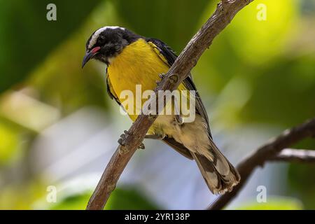 Bananaquit giallo (Coereba flaveola) ad Aruba, arroccato sul ramo degli alberi. Guardando di lato. Foglie verdi sullo sfondo. Foto Stock