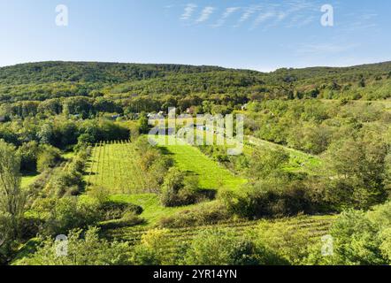 Vista aerea di un vigneto in estate con montagna Foto Stock