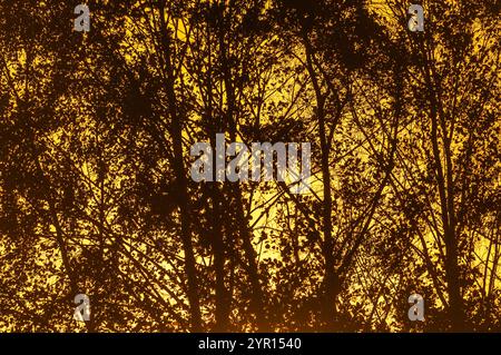 Il vibrante tramonto proietta una calda tonalità arancione, rivelando sagome scure di alberi alti contro il cielo colorato. L'atmosfera tranquilla evoca pace e relax Foto Stock