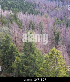 Vista mozzafiato di una fitta foresta nella bassa Slesia, in Polonia, con alberi verdi e secchi. Foto Stock