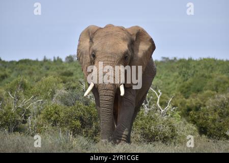 Elefante africano bull Foto Stock