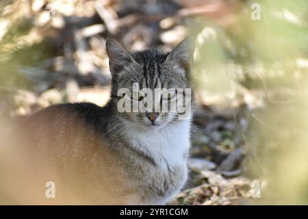 Sbirciare contro un gatto pacifico tra i rami Foto Stock