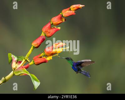 Incoronata Woodnymph, Thalurania colombica, in volo nutrendosi di Sanchezia SP. Fiori, Costa Rica Foto Stock