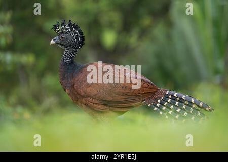 Grande Curassow femminile, Crax rubra, Costa Rica Foto Stock