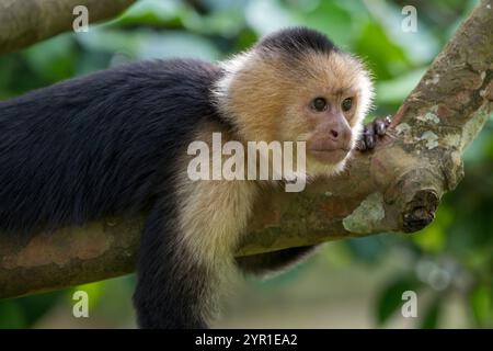 cappuccino panamense di fronte bianco, imitatore di Cebus, noto anche come cappuccino panamense dalla testa bianca, cappuccino centroamericano dalla faccia bianca o semplicemente cappuccino dalla faccia bianca, Costa Rica Foto Stock