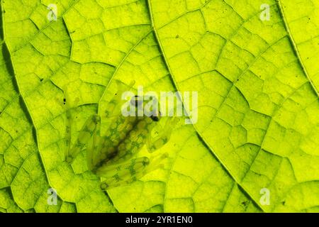 Rana reticolata di vetro, Hyalinobatrachium valerioi, su una foglia, retroilluminata, Costa Rica Foto Stock