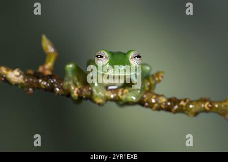 Rana di vetro smeraldo, Espadarana prosoblepon, Costa Rica Foto Stock