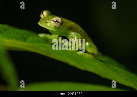 Rana di vetro smeraldo, Espadarana prosoblepon, Costa Rica Foto Stock