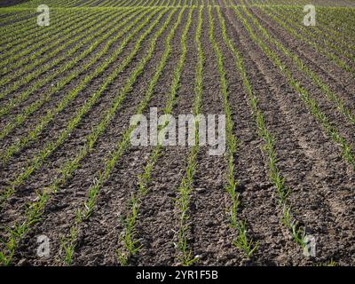 Campo arabile di maturazione piantagione di aglio Foto Stock