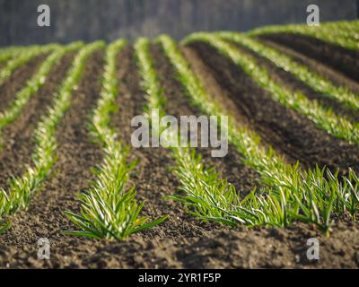 Campo arabile di maturazione piantagione di aglio Foto Stock