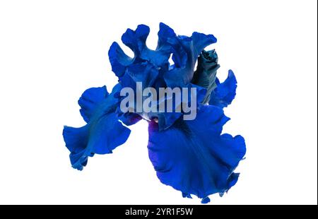 iris blu isolato su sfondo bianco Foto Stock