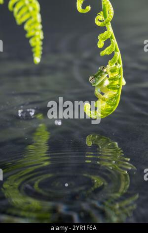 Rana di vetro smeraldo, Espadarana prosoblepon, su una fronte di felce sopra l'acqua, Costa Rica Foto Stock