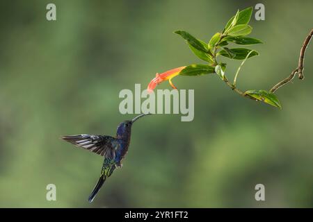Violet Sabrewing, Campylopterus hemileucurus, in volo, nutrendosi di fiori di Columnea lepidocaulis, Costa Rica Foto Stock