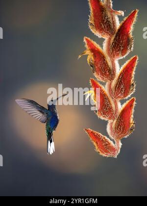 Violet Sabrewing colibrì, Campylopterus hemileucurus, in volo, nutrendosi di fiori di Heliconia vellerigera, Costa Rica Foto Stock