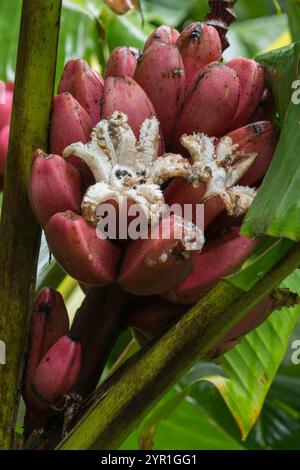 La banana o la frutta della piantana si aprirono per attirare gli uccelli per nutrirsi dei semi, Costa Rica Foto Stock