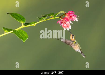 Gemma di montagna dalla gola bianca, Lampornis castaneoventris, in volo che si nutre dei fiori di Cavendishia bracteata, Costa Rica Foto Stock