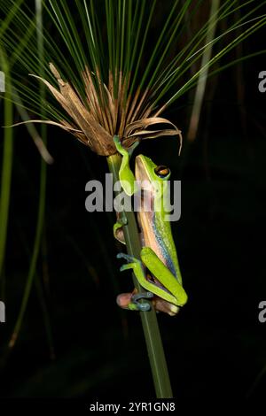 Rana degli alberi dagli occhi dorati, Agalychnis annae, nota anche come rana a foglia dagli occhi gialli, specie in via di estinzione, San Jose, Heredia, Costa Rica Foto Stock