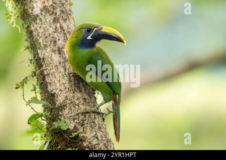 Smeraldo settentrionale Toucanet, Aulacorhynchus prasinus, Costa Rica Foto Stock