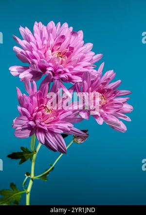 Un vivace gruppo di crisantemi rosa su sfondo blu. I petali dettagliati e la sfumatura naturale creano un contrasto sorprendente Foto Stock