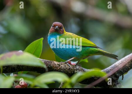 Tanager maschile con testa di baia, Tangara Gyrola, Costa Rica Foto Stock