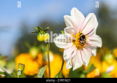 Dahlia rosa soffice in fiore con bumblebee nelle giornate di sole Foto Stock