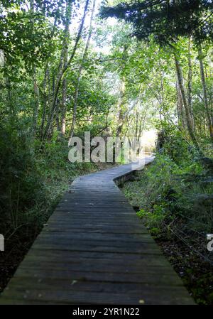 Foresta in Irlanda, nel cuore nascosto Foto Stock