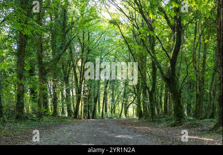 Foresta d'estate in Irlanda, nel cuore nascosto Foto Stock