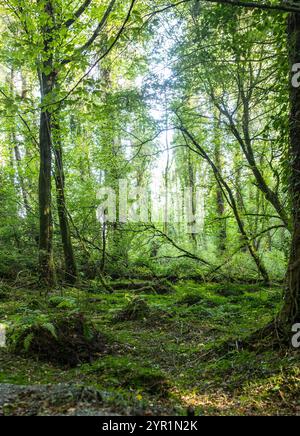 Foresta in Irelands nascosta nel cuore dell'estate Foto Stock