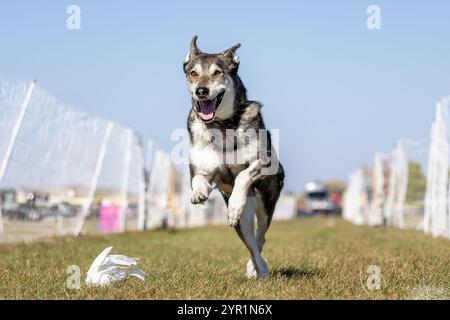 Tamaskan Dog Running Lure Course Sprint Dog Sport Foto Stock