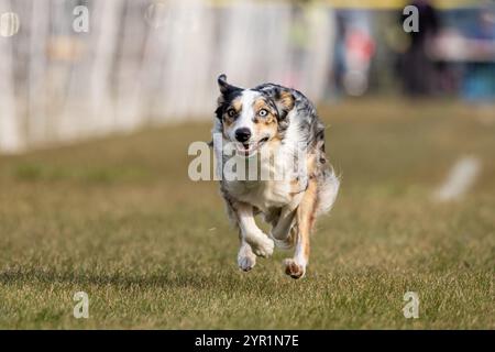 Campo da running Pure Border Collie Lure, Sprint Dog Sport Foto Stock