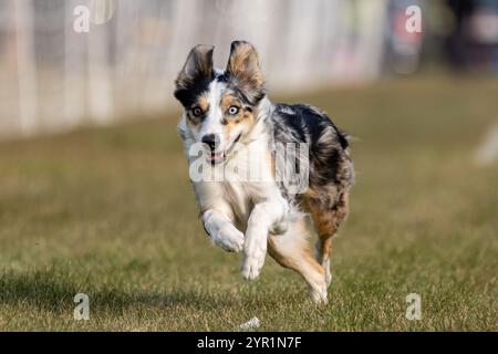 Campo da running Pure Border Collie Lure, Sprint Dog Sport Foto Stock