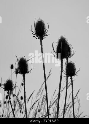 Wild Teasel. La teiera selvatica assomiglia a un cardo ed è una pianta mediterranea, ma si trova anche nel nord Foto Stock