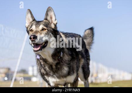 Tamaskan Dog Running Lure Course Sprint Dog Sport Foto Stock