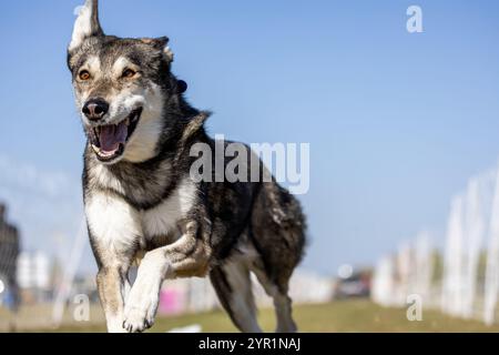 Tamaskan Dog Running Lure Course Sprint Dog Sport Foto Stock