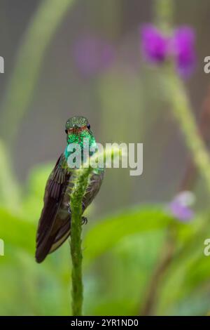 Colibrì dalla coda rudimentale, Amazilia tzacatl, Costa Rica Foto Stock