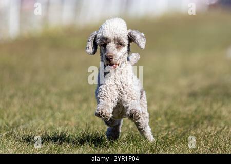 Happy Grey Toy Brown Toy Poodle Running Lure Course Sprint Dog Sport Foto Stock