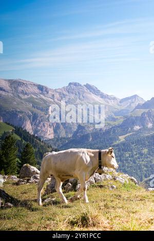 Una mucca che indossa una campana di mucca nelle montagne del Nord Italia. Foto Stock