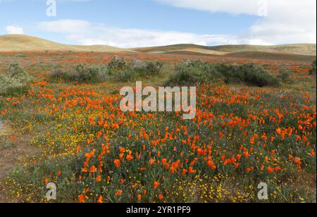 Vivaci papaveri arancioni in fiore con Rolling Hills sullo sfondo Foto Stock