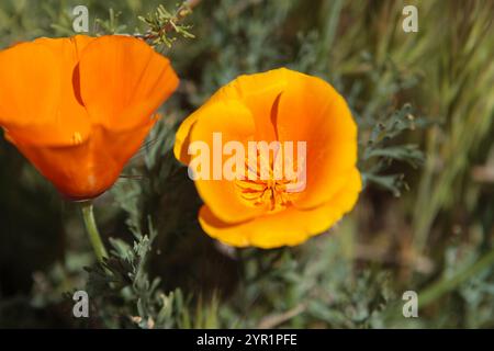 Primo piano dei papaveri arancioni nella Antelope Valley della California meridionale Foto Stock