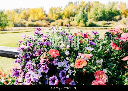 Letto di colorate petunias su recinzione di legno che si affaccia sugli alberi autunnali Foto Stock