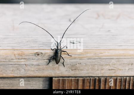 Scarabeo sawyer maculato bianco che strizza su una superficie di legno Foto Stock