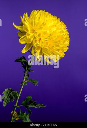 Crisanthemum giallo su sfondo viola Foto Stock