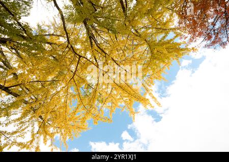 Foglie gialle di Ginkgo biloba in autunno e cielo blu in Giappone. Foto Stock